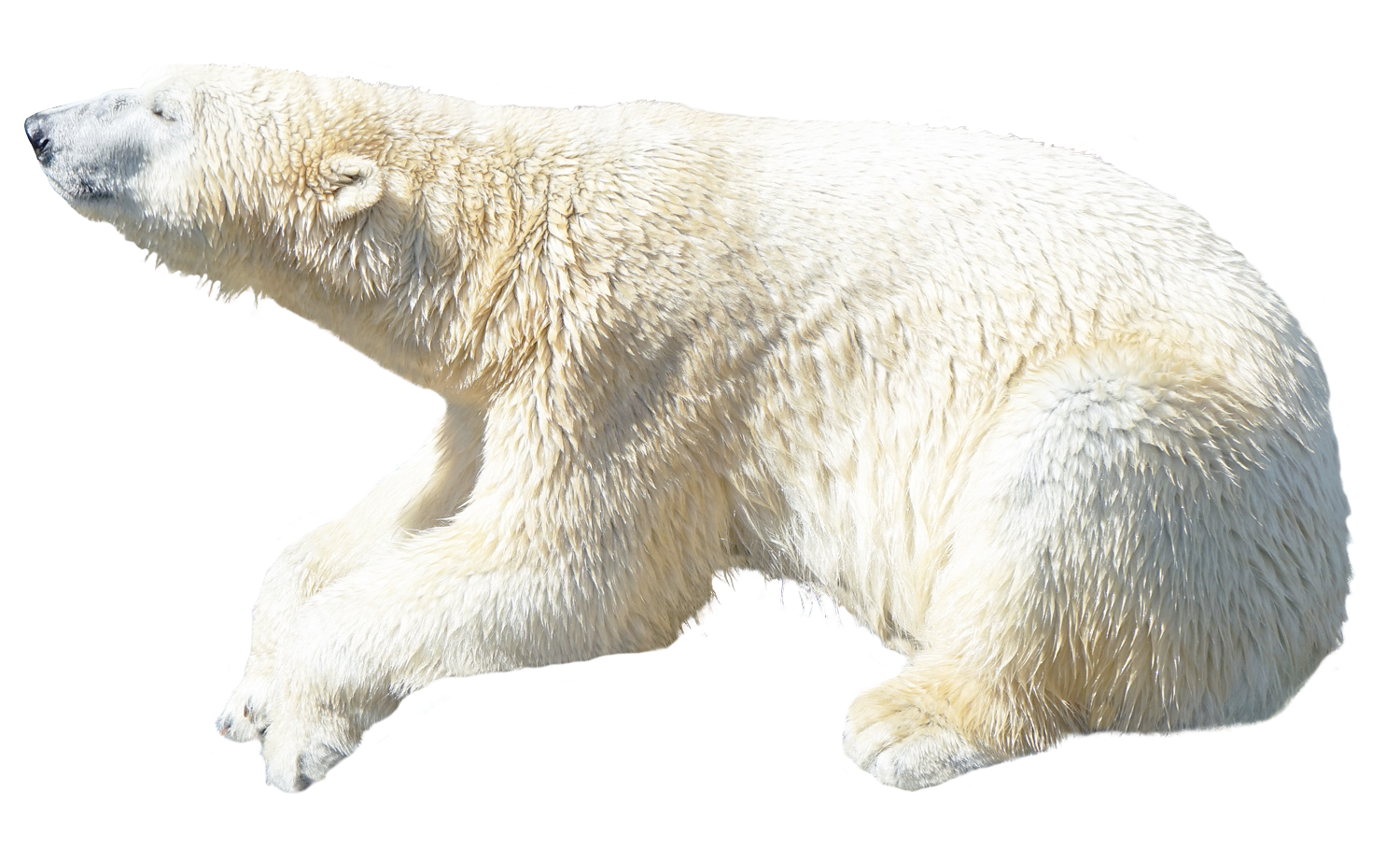 Polar Bear Transparent PNG Image