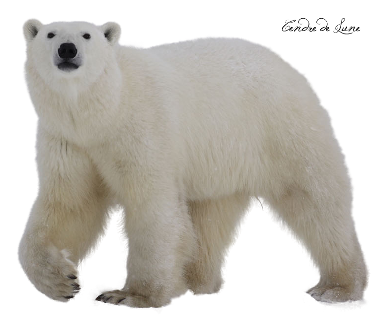 Polar Bear Transparent PNG Image