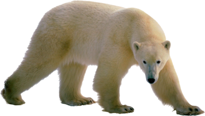 Polar Bear Transparent PNG Image