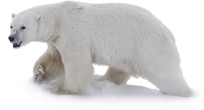 Polar Bear Transparent PNG Image