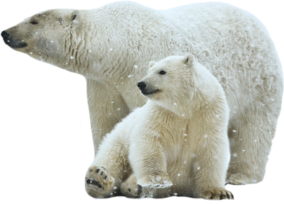 Polar Bear Transparent PNG Image