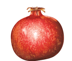 Pomegranate Transparent PNG Image