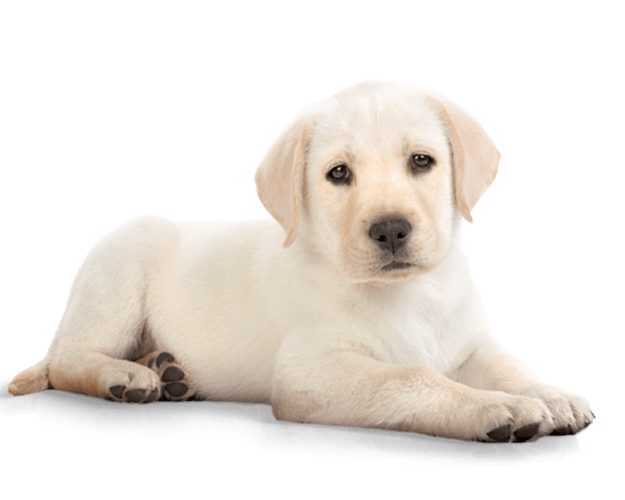 Golden Retriever Puppy Transparent PNG Image