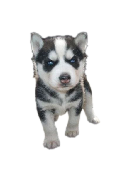 Siberian Husky Puppy Transparent PNG Image
