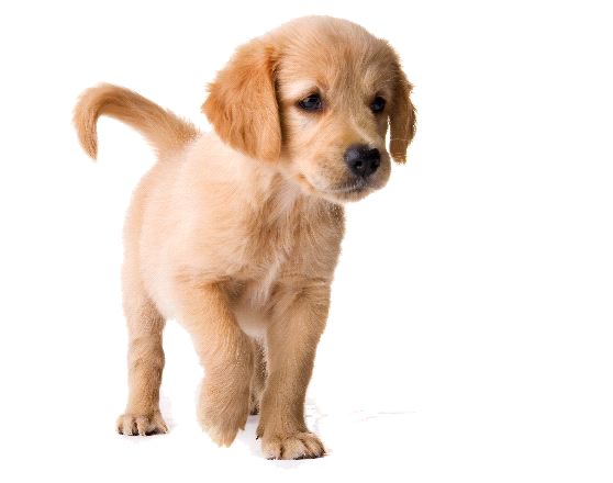 Golden Retriever Puppy Transparent PNG Image