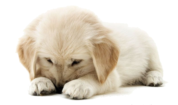 Golden Retriever Puppy Transparent PNG Image