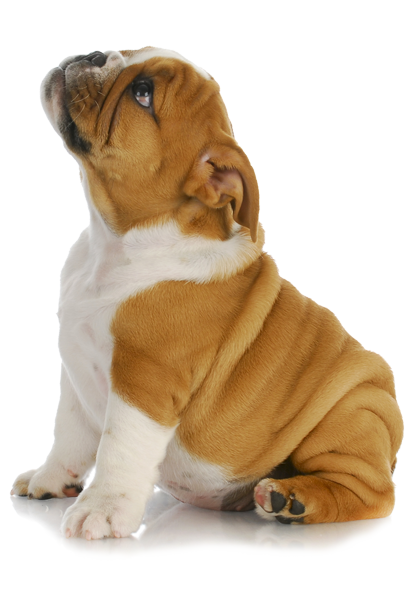 Puppy Transparent PNG Image
