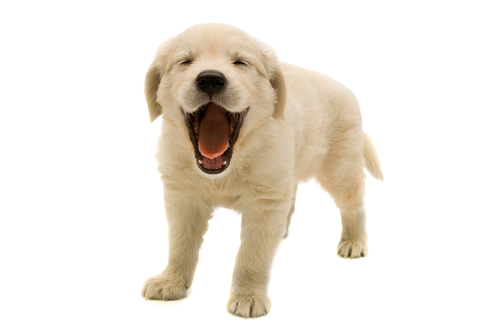Golden Retriever Puppy Transparent PNG Image
