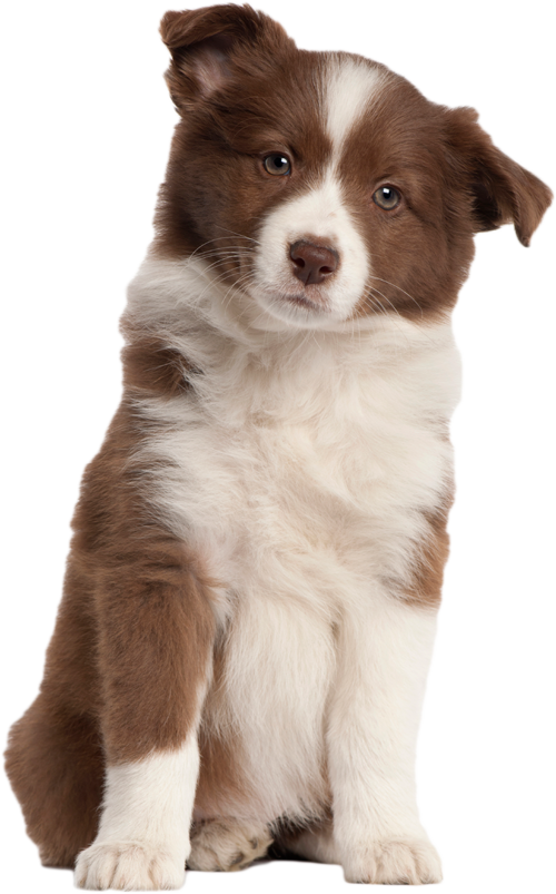 Puppy Transparent PNG Image