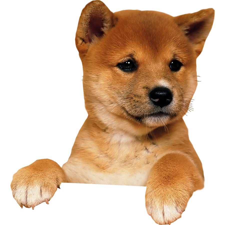 Puppy Transparent PNG Image