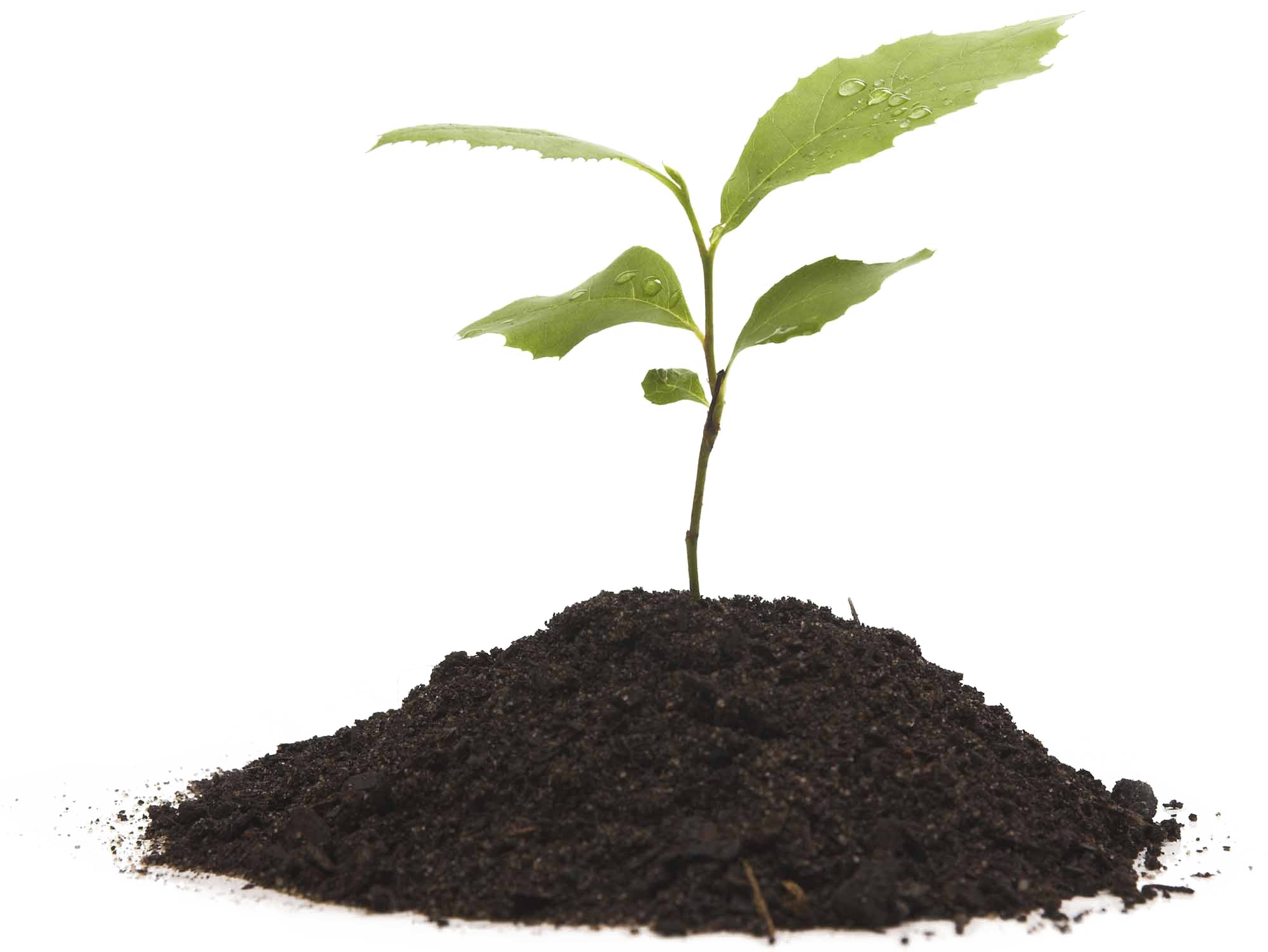 Grow Transparent PNG Image