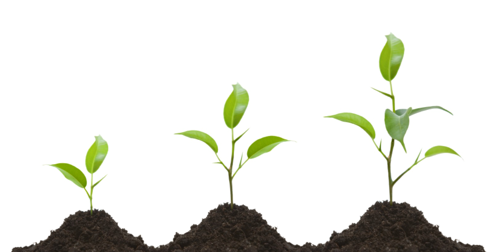Grow Transparent PNG Image