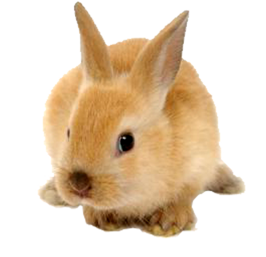 Rabbit Transparent PNG Image