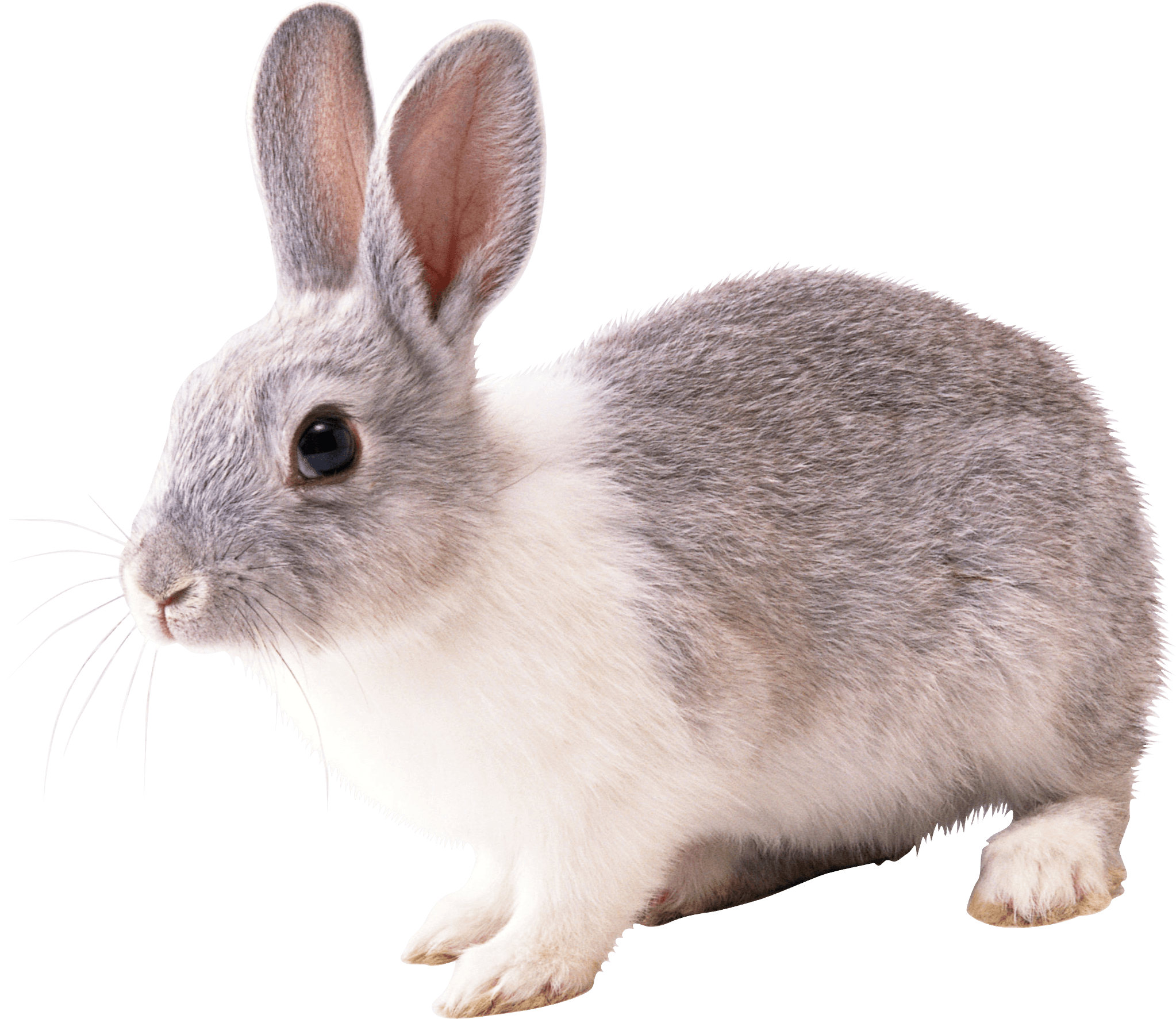 Rabbit Transparent PNG Image