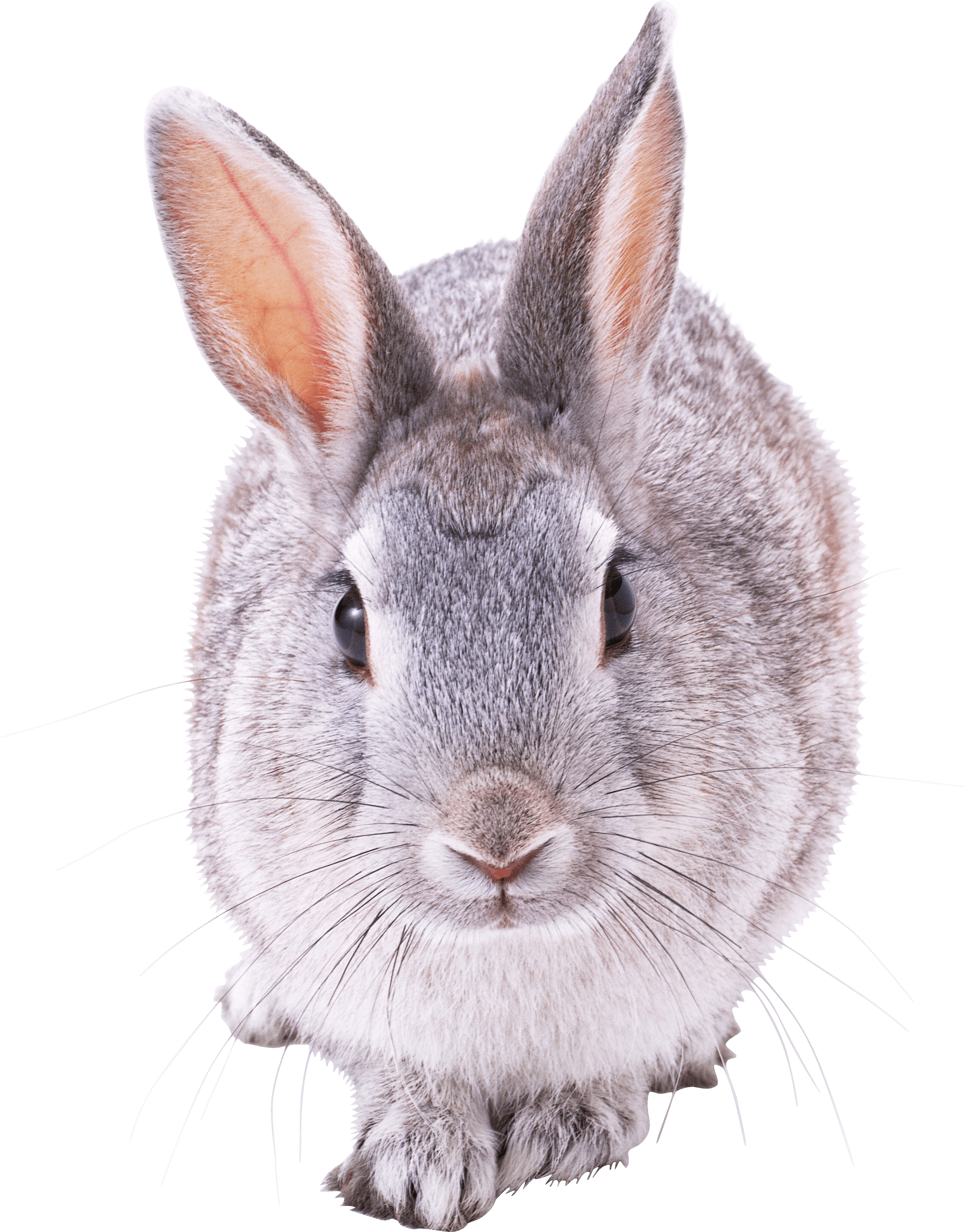 Rabbit Transparent PNG Image