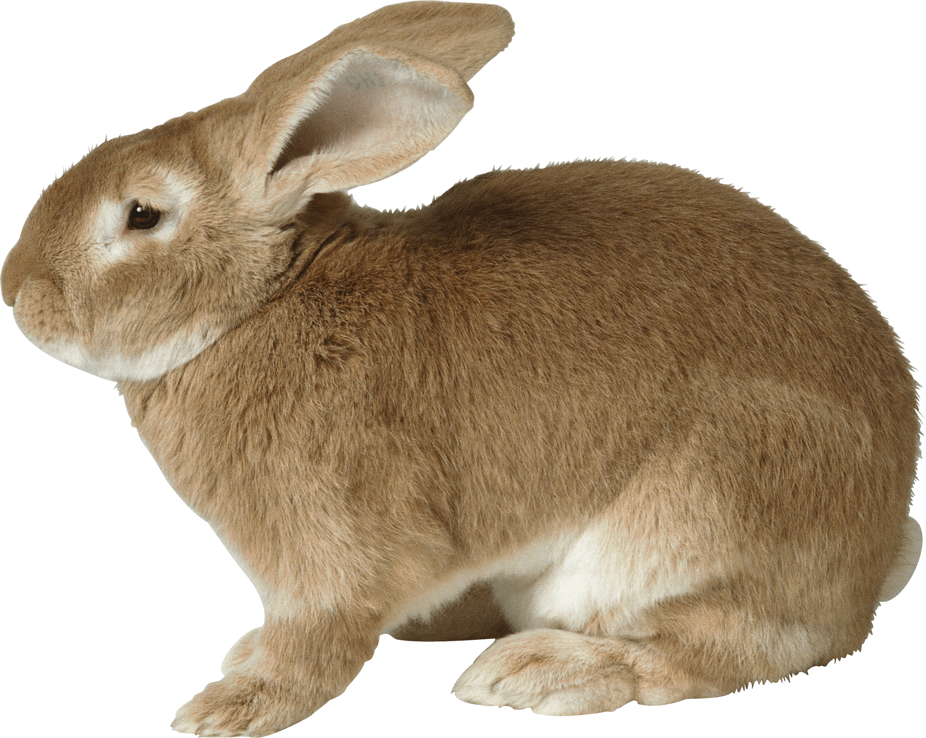 Rabbit Transparent PNG Image