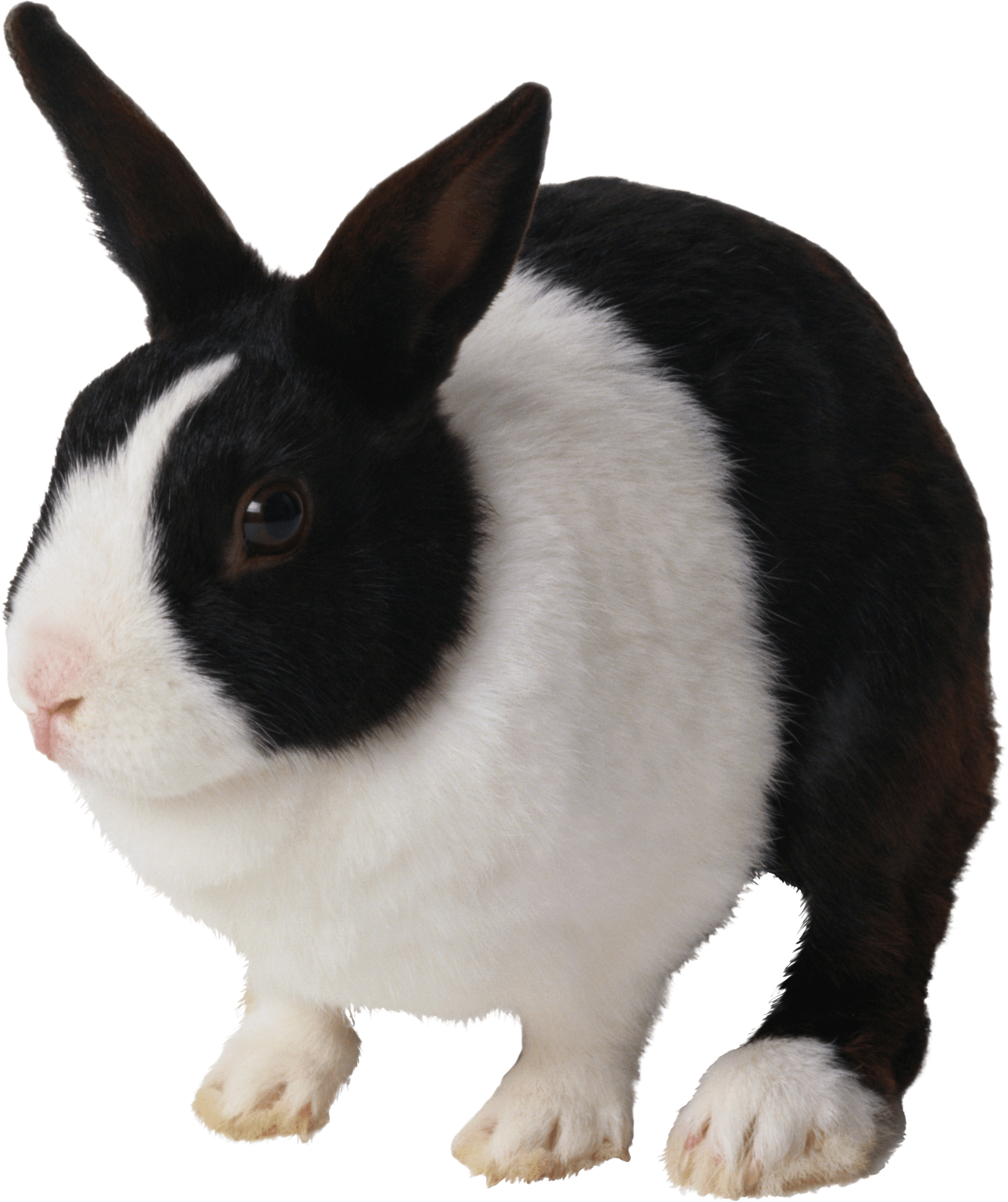 Rabbit Transparent PNG Image