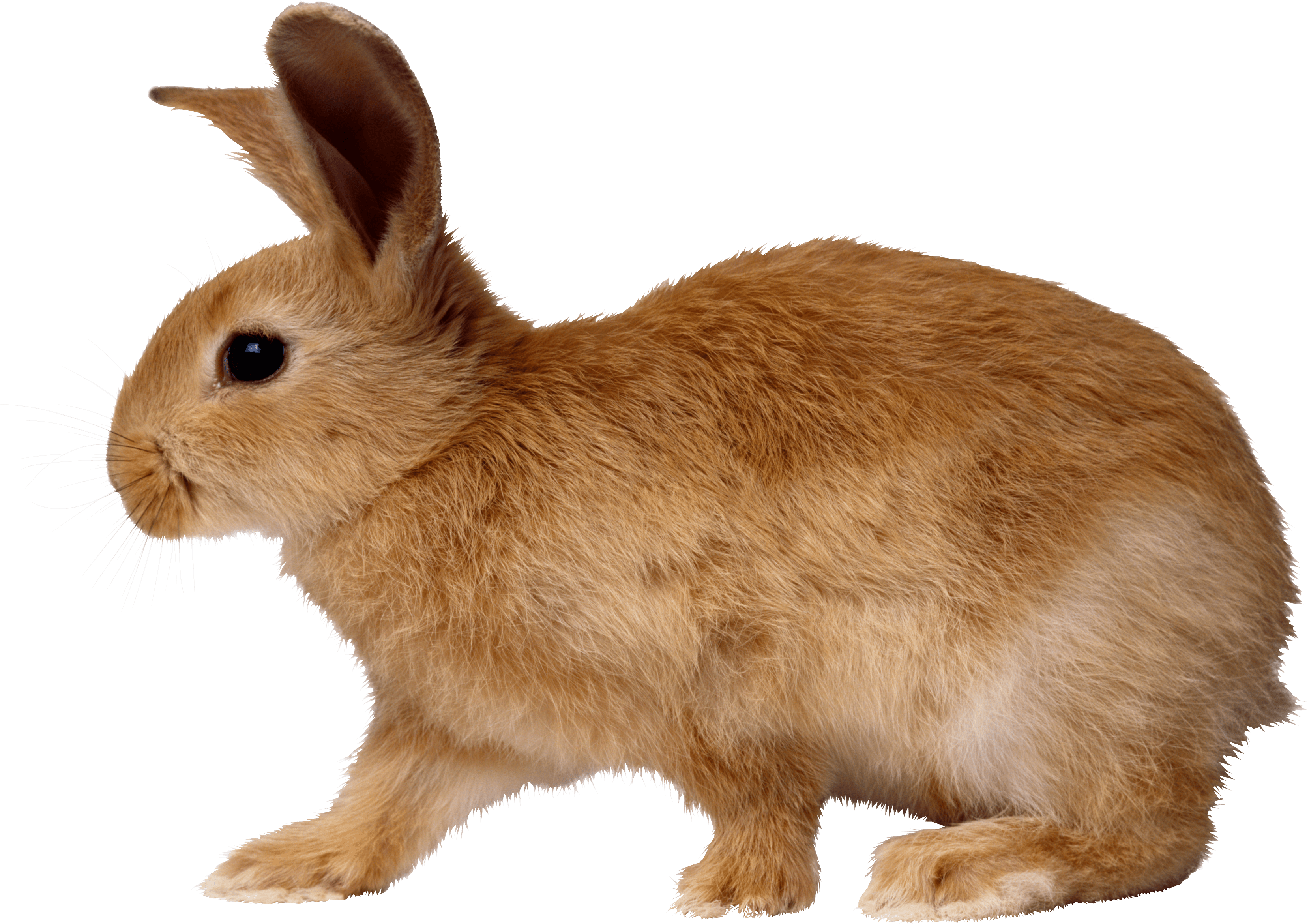 Rabbit Transparent PNG Image