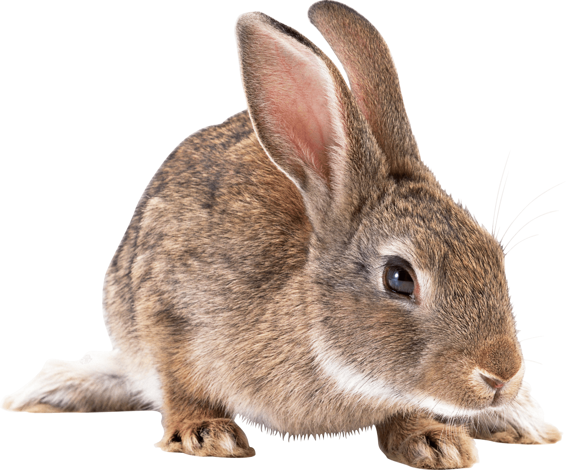 Gray Rabbit Transparent PNG Image