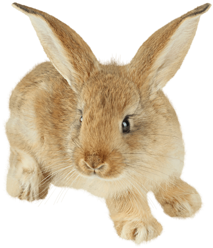 Rabbit Transparent PNG Image