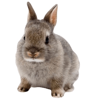 Rabbit Transparent PNG Image