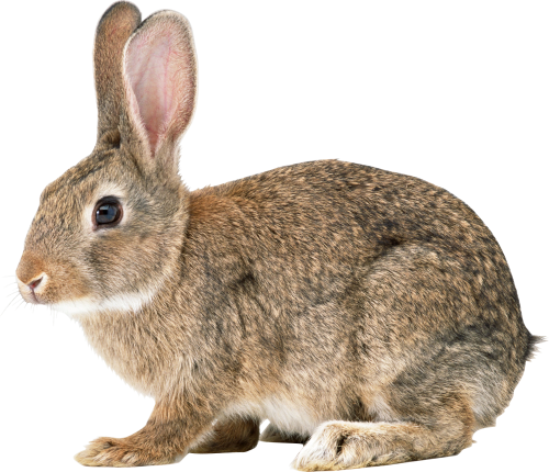 Rabbit File Transparent PNG Image