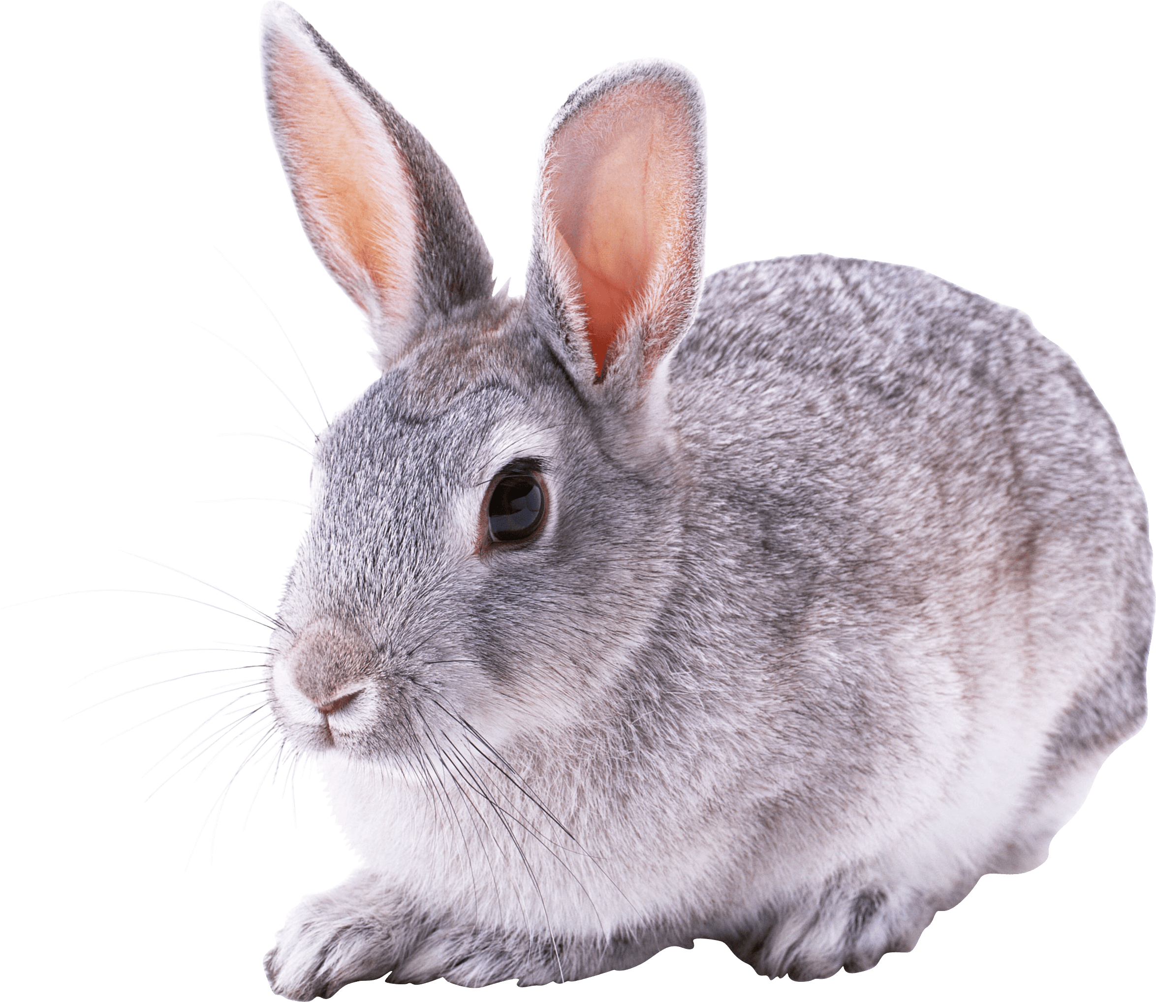 Rabbit Transparent PNG Image
