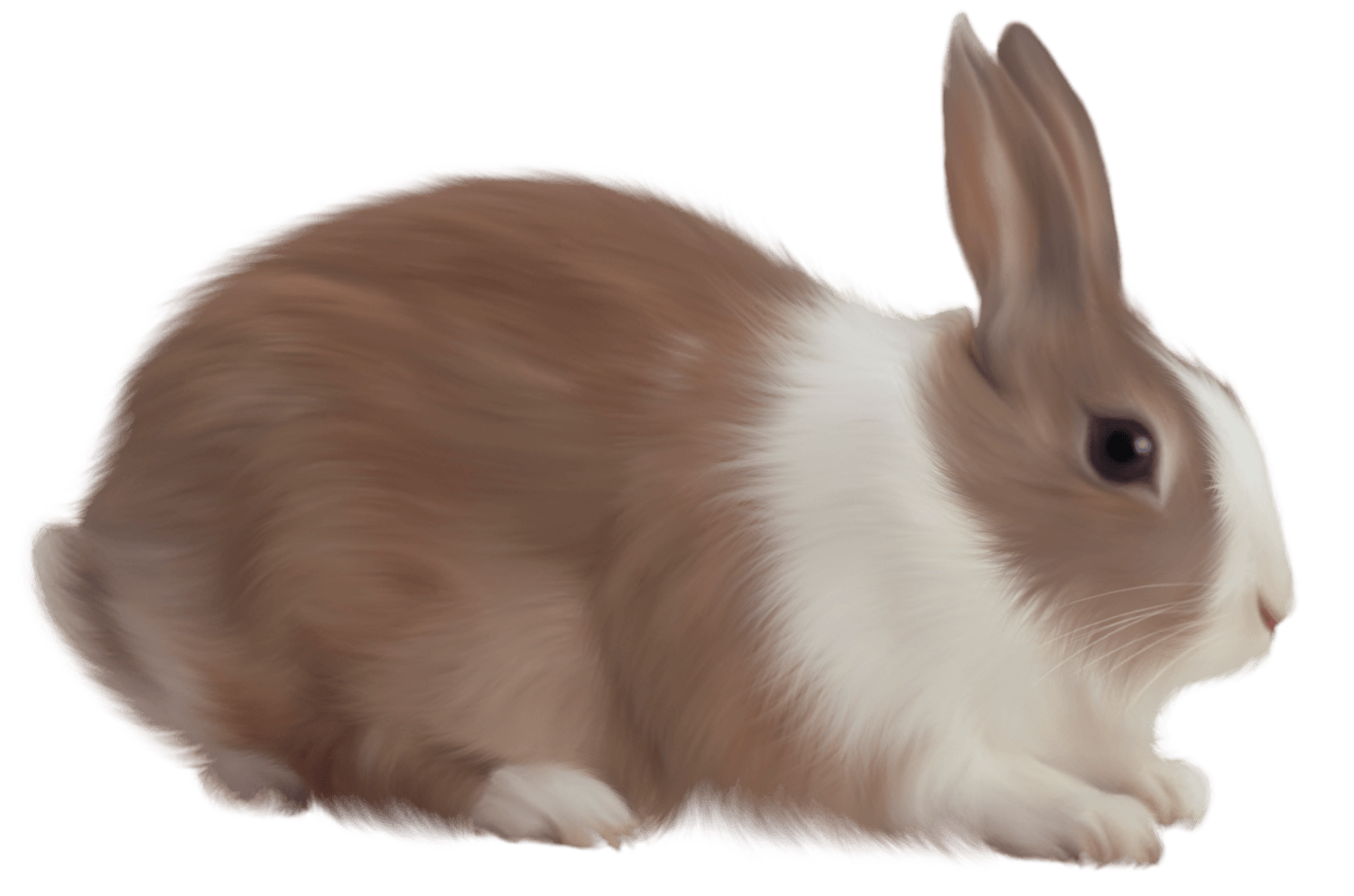 Rabbit Transparent PNG Image