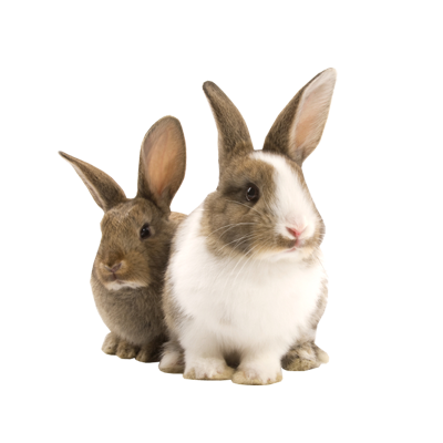 Pet Bunny Rabbit Transparent PNG Image