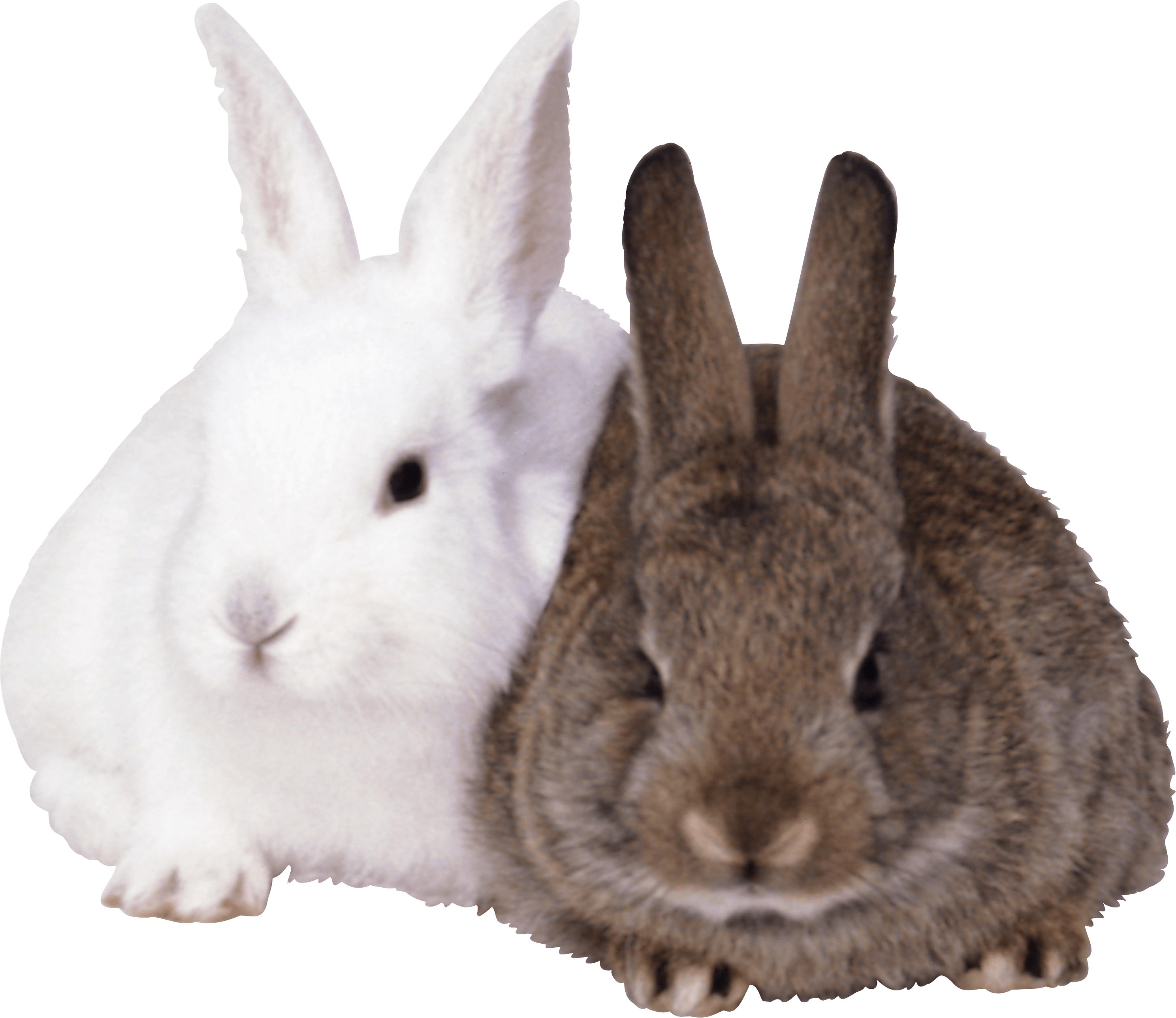 Rabbits Transparent PNG Image