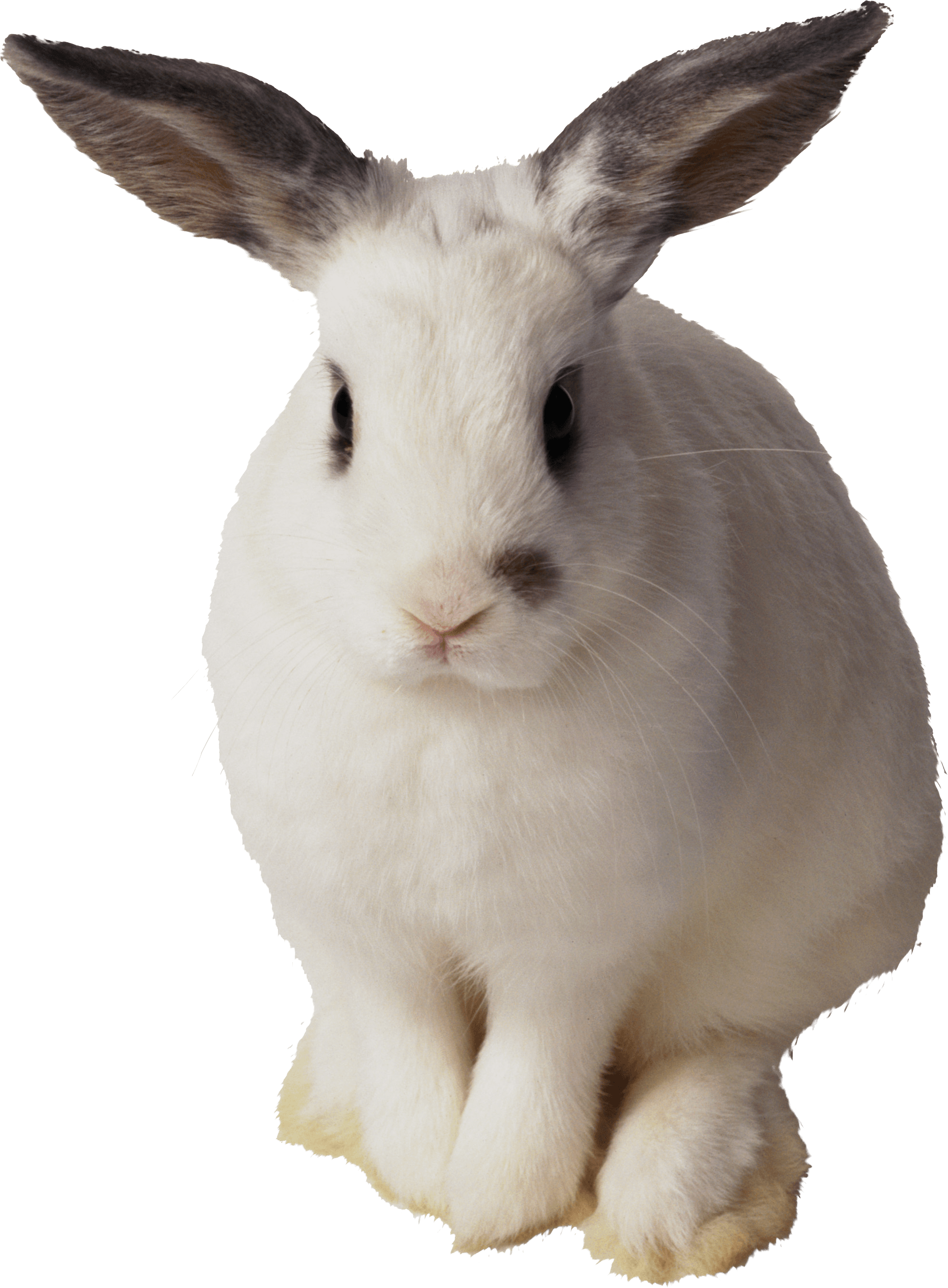 White Rabbit Transparent PNG Image