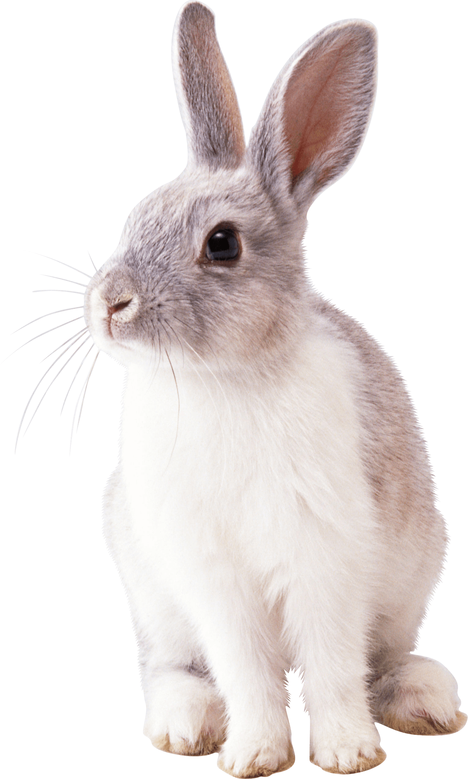 Rabbit Transparent PNG Image