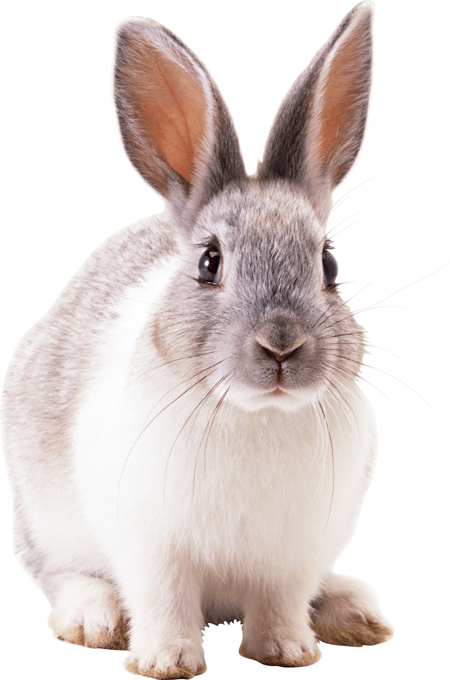 Rabbit Transparent PNG Image