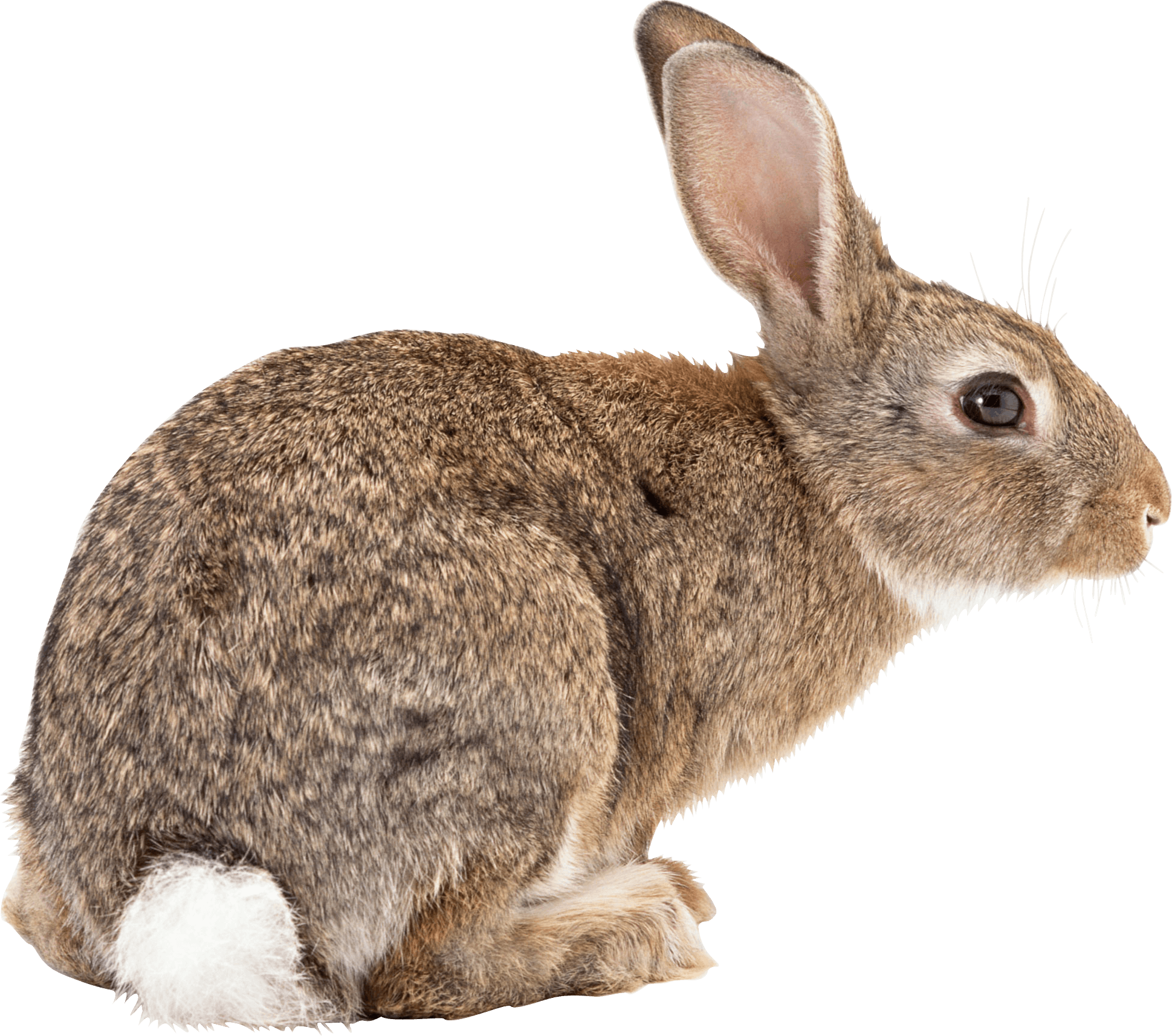 Rabbit Transparent PNG Image