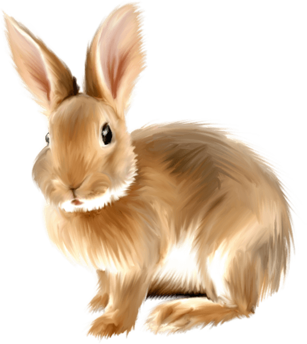 Rabbit Transparent PNG Image