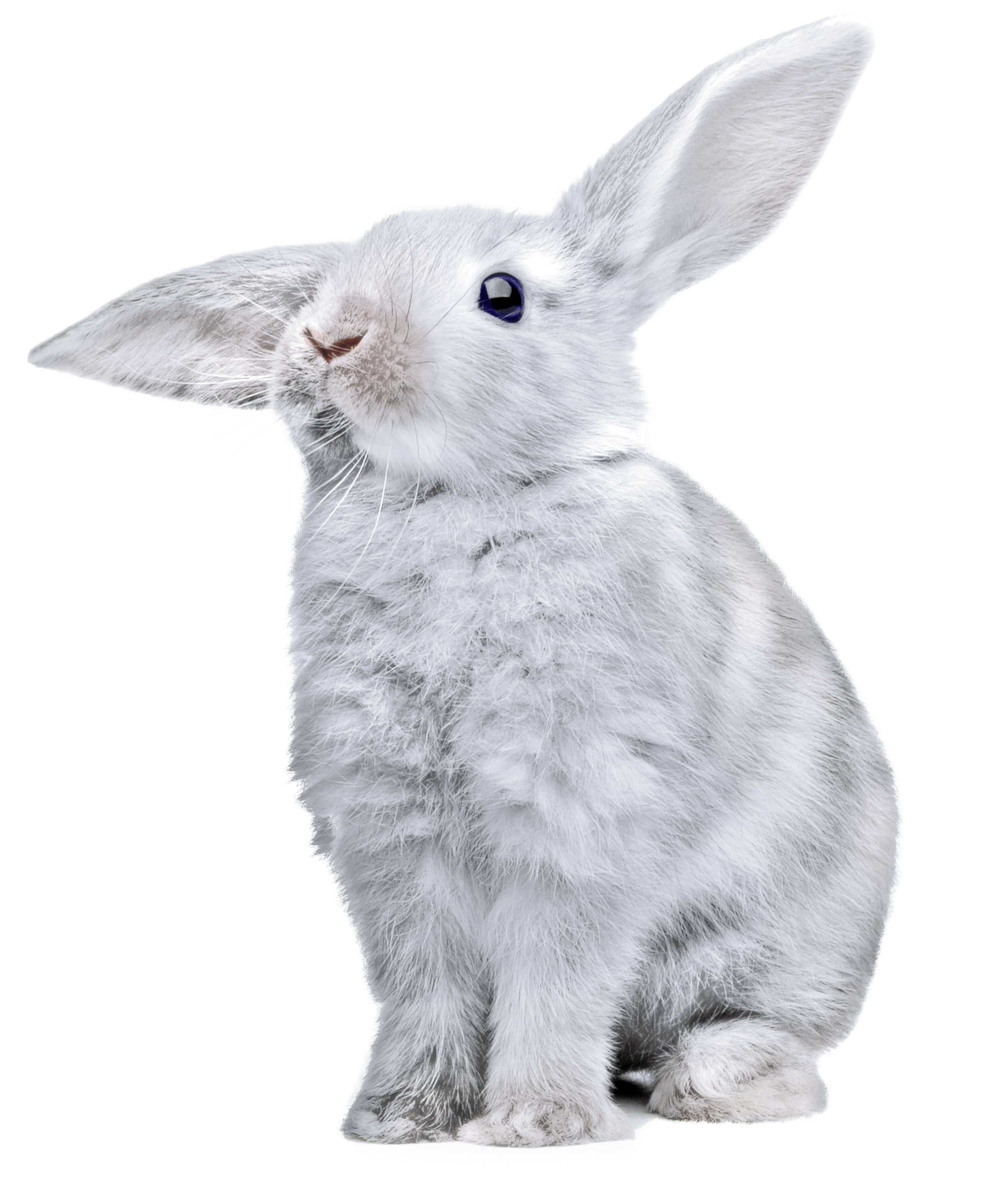 White Rabbit Transparent PNG Image