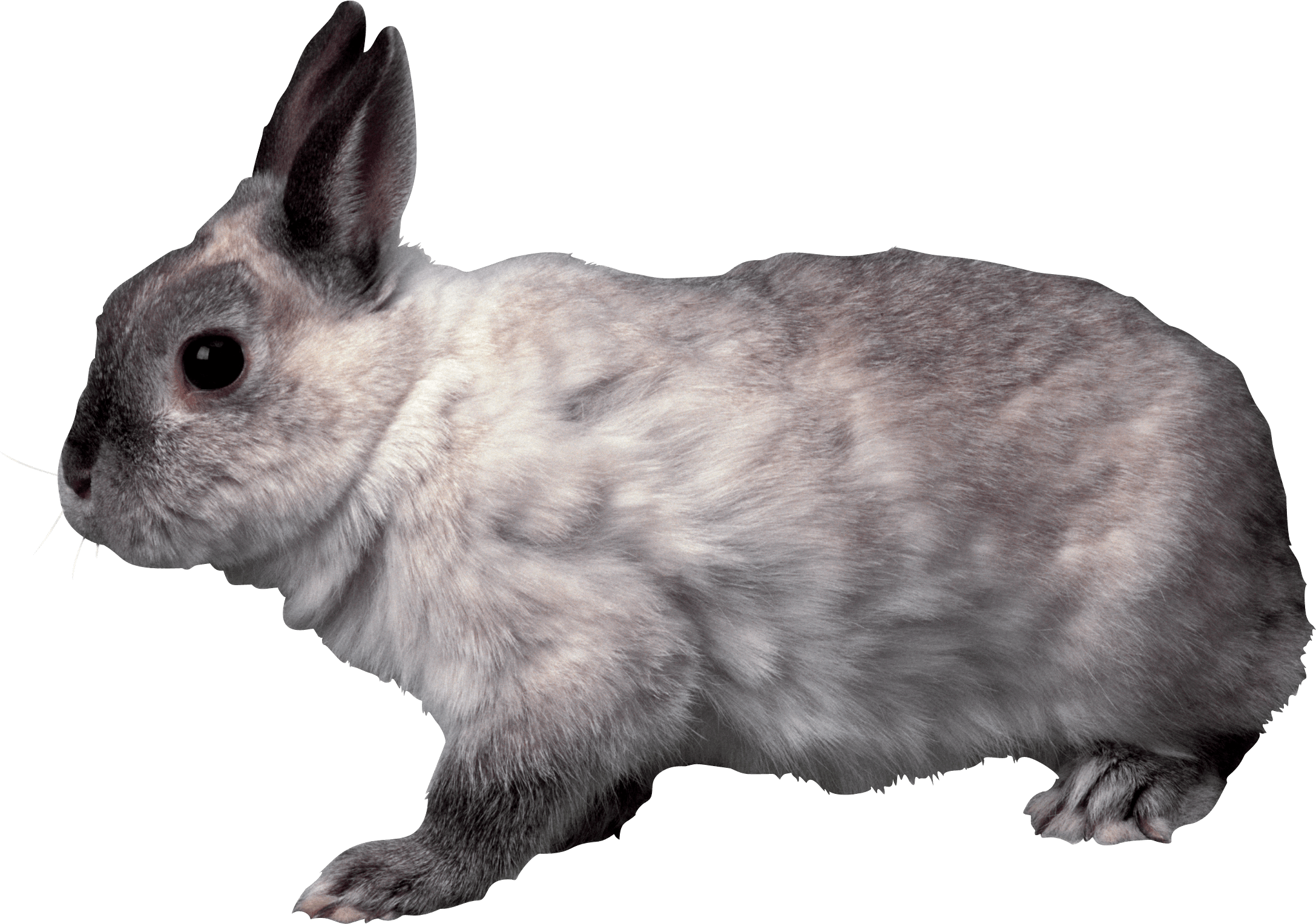 Rabbit Transparent PNG Image