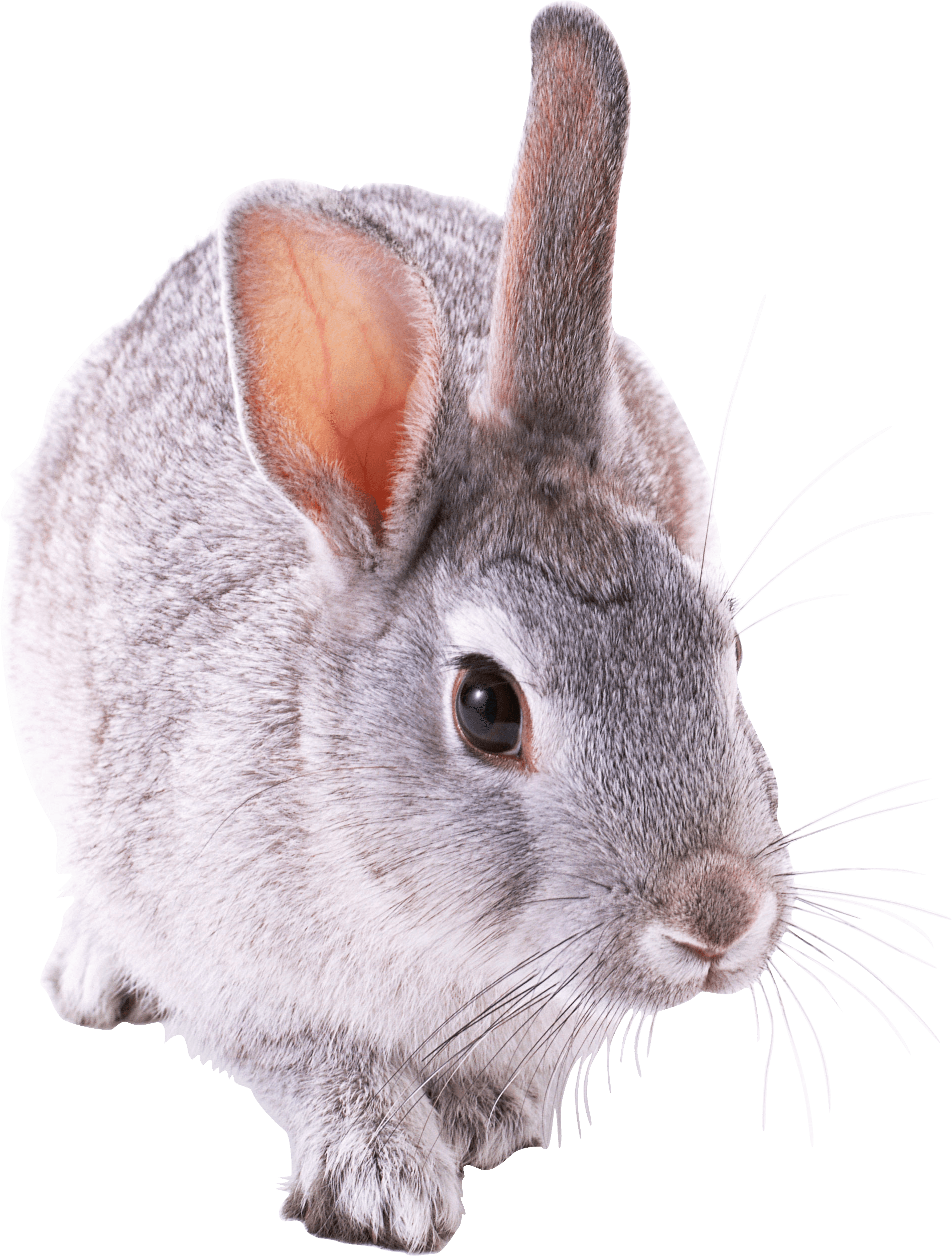 Rabbit Transparent PNG Image