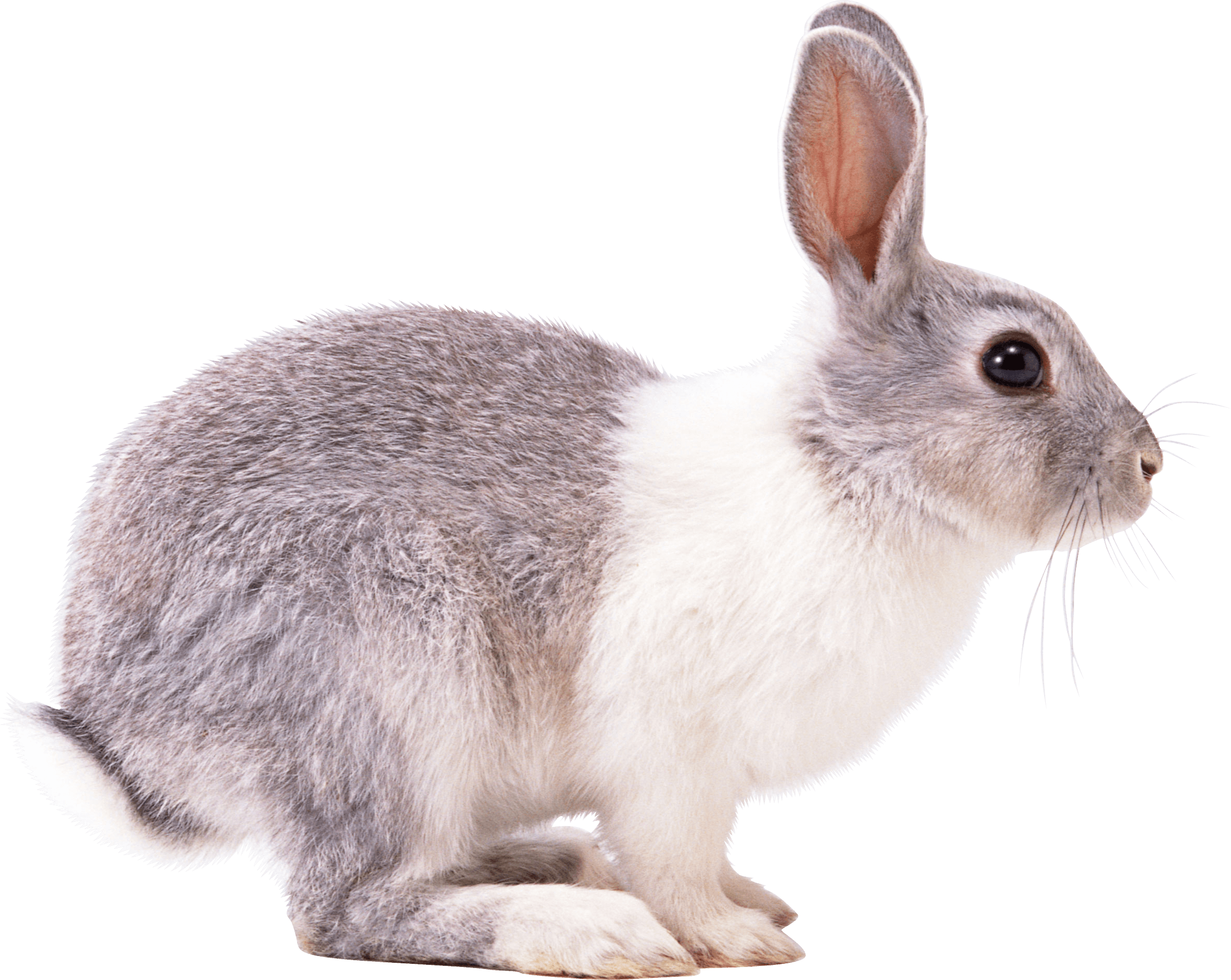 Rabbit Transparent PNG Image