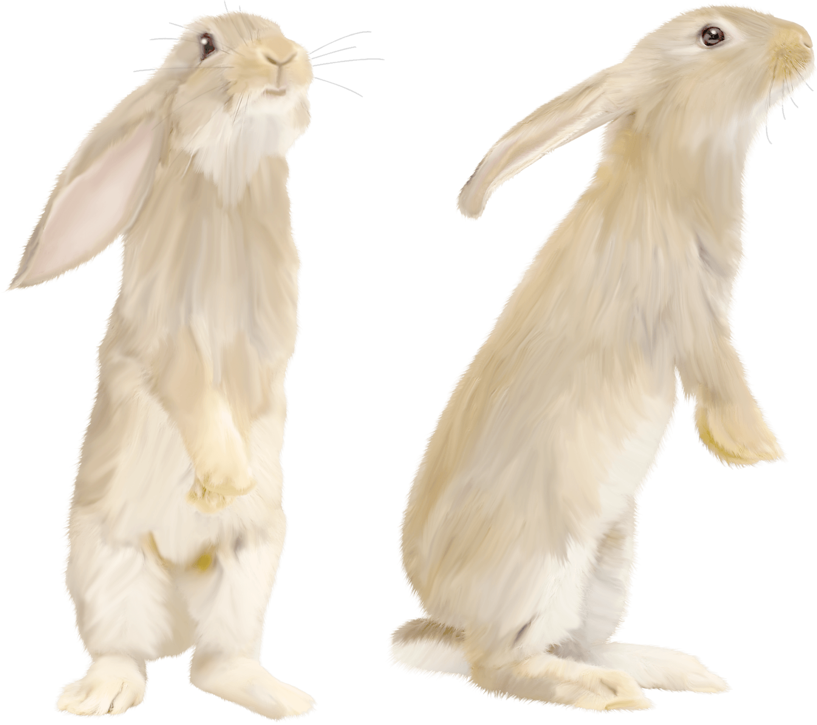 White Rabbit Transparent PNG Image