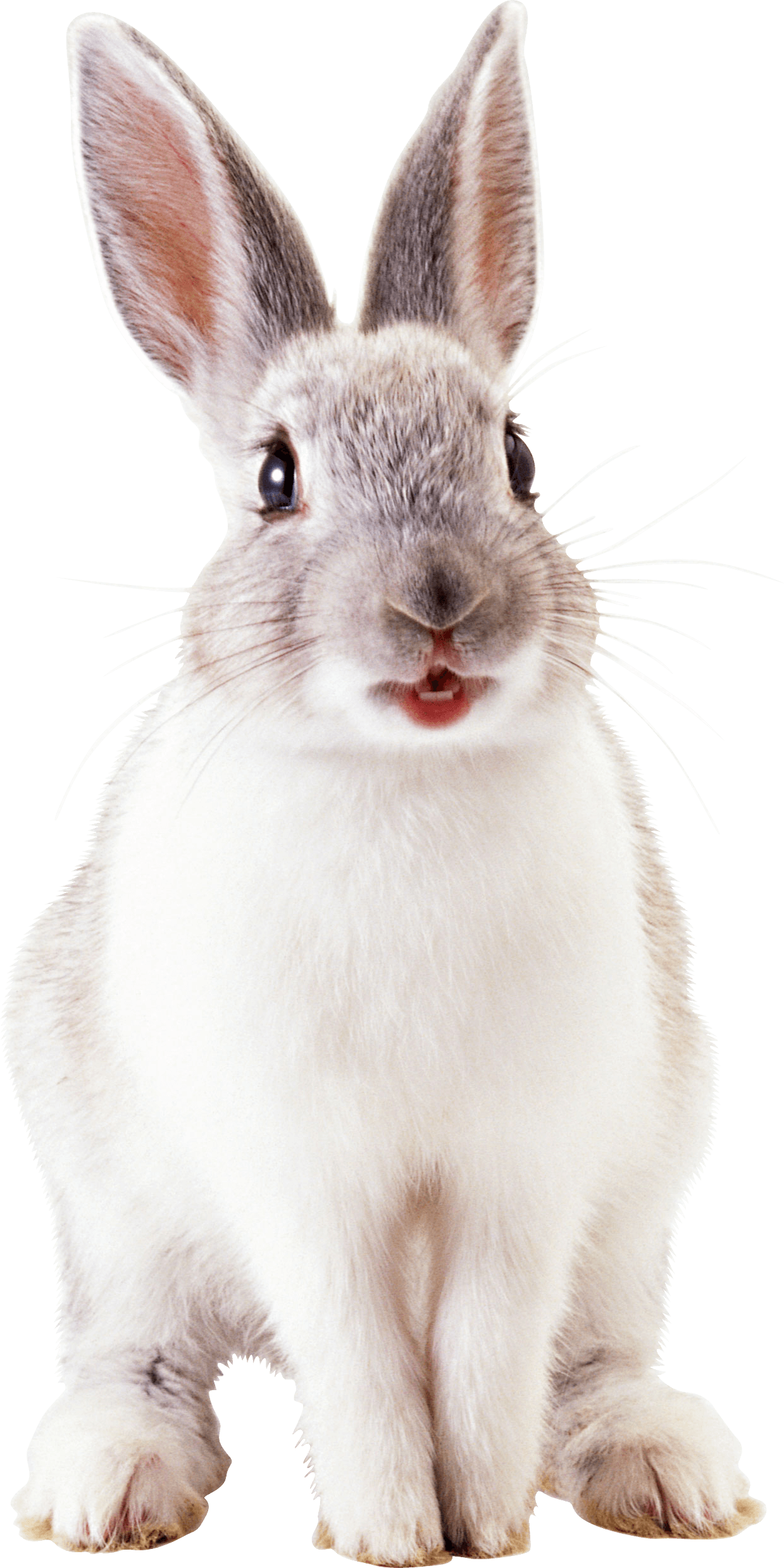 White Rabbit Transparent PNG Image
