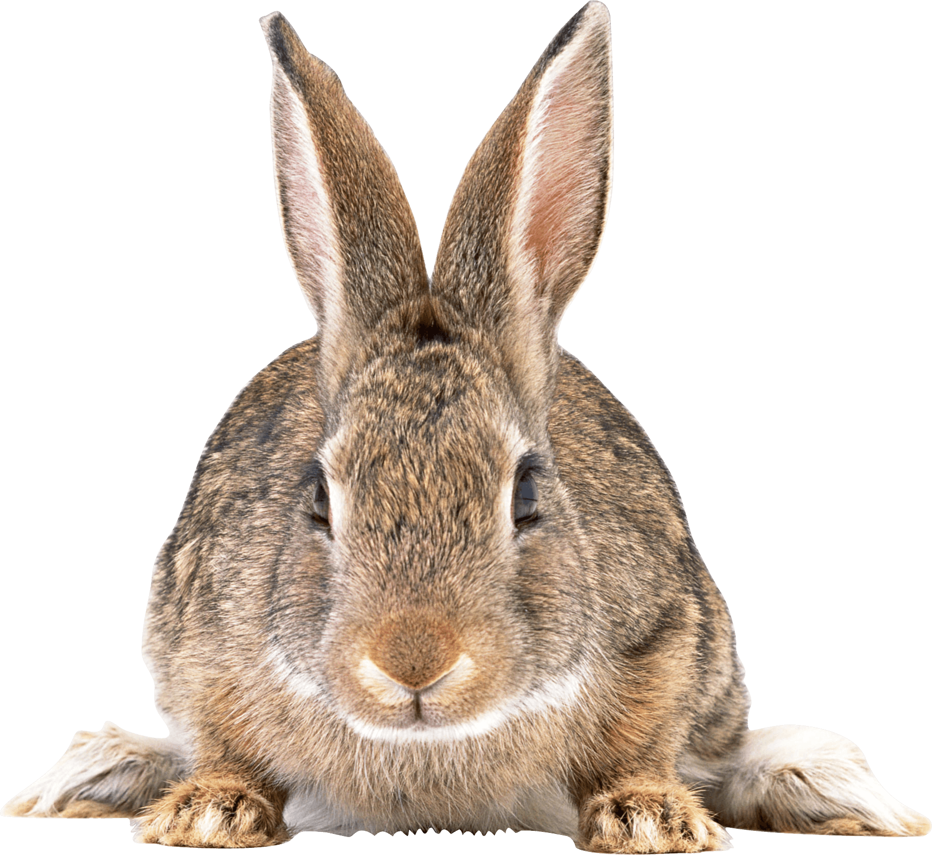 Gray Rabbit Transparent PNG Image