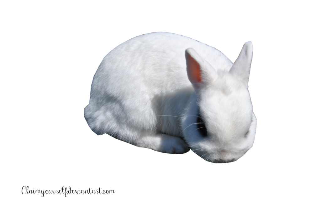 White Rabbit Transparent PNG Image