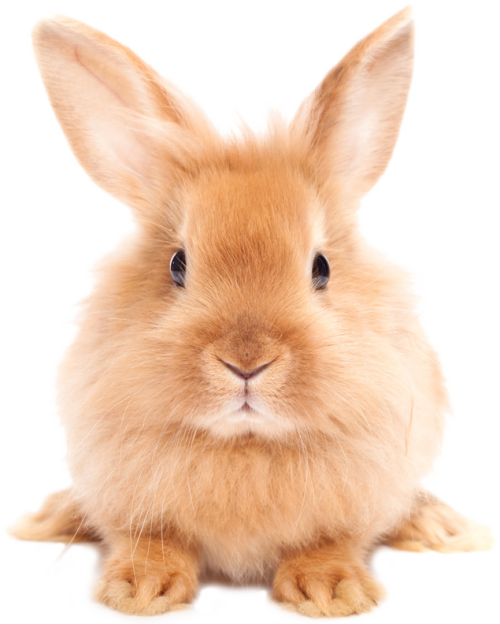 Easter Rabbit Transparent PNG Image