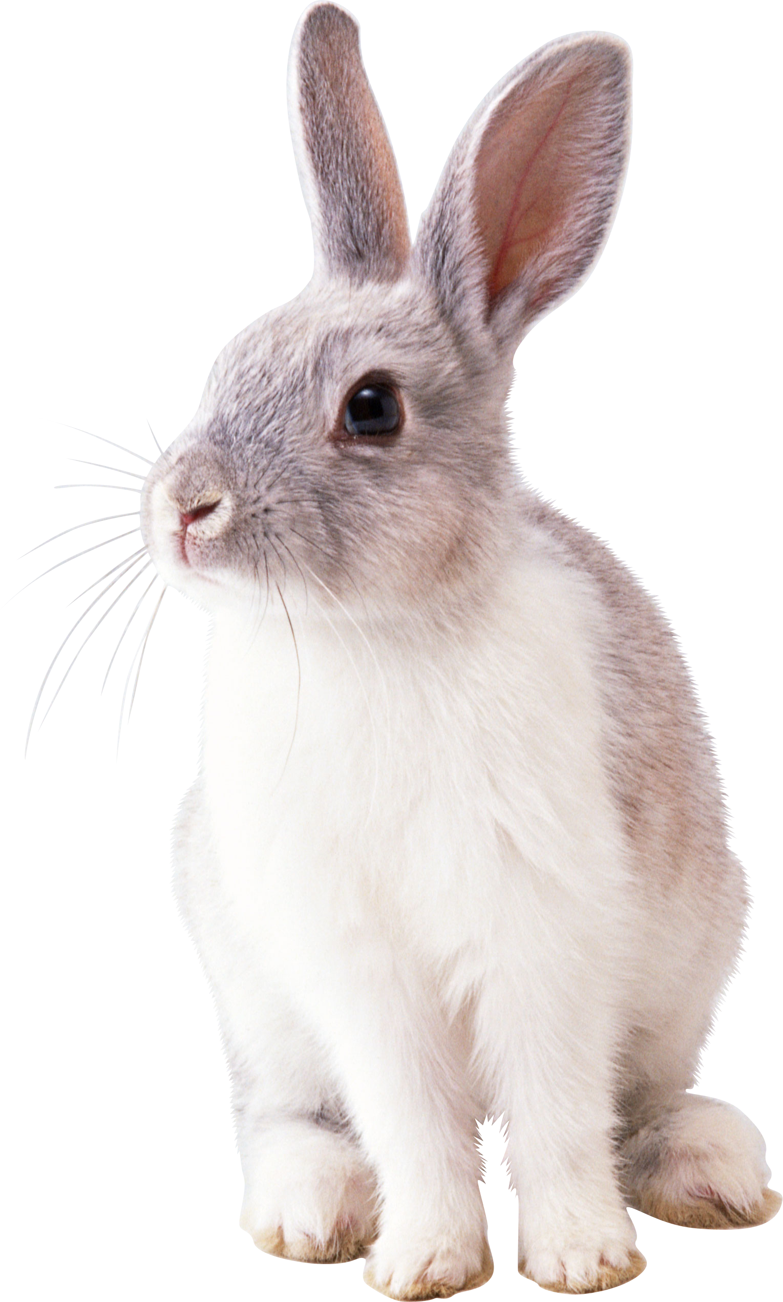 White Rabbit Transparent PNG Image