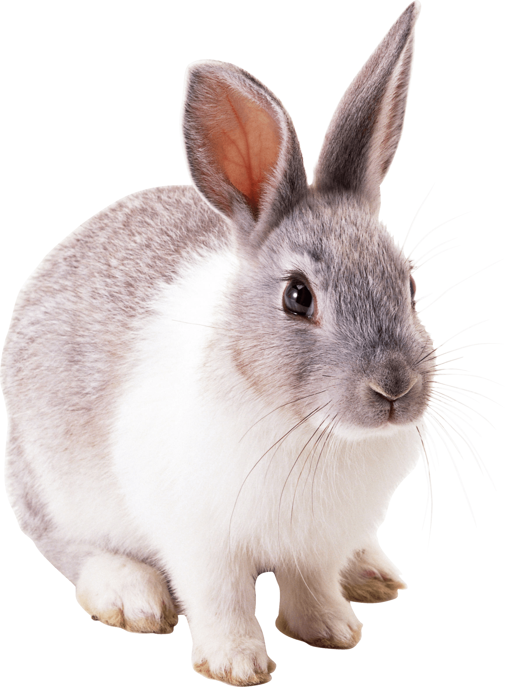 Rabbit Transparent PNG Image