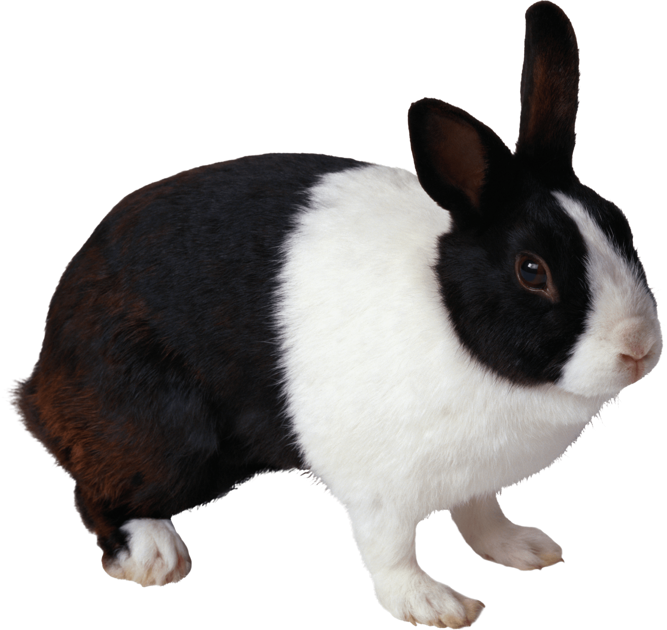 Rabbit Transparent PNG Image