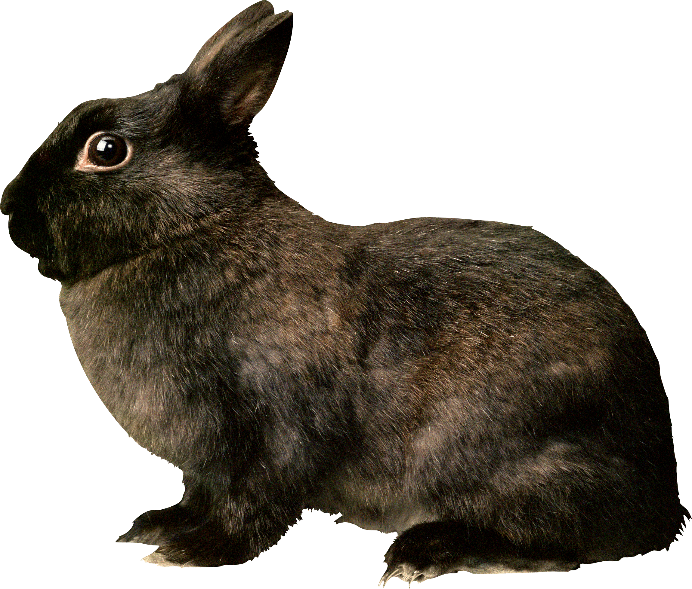 Black Rabbit Transparent PNG Image