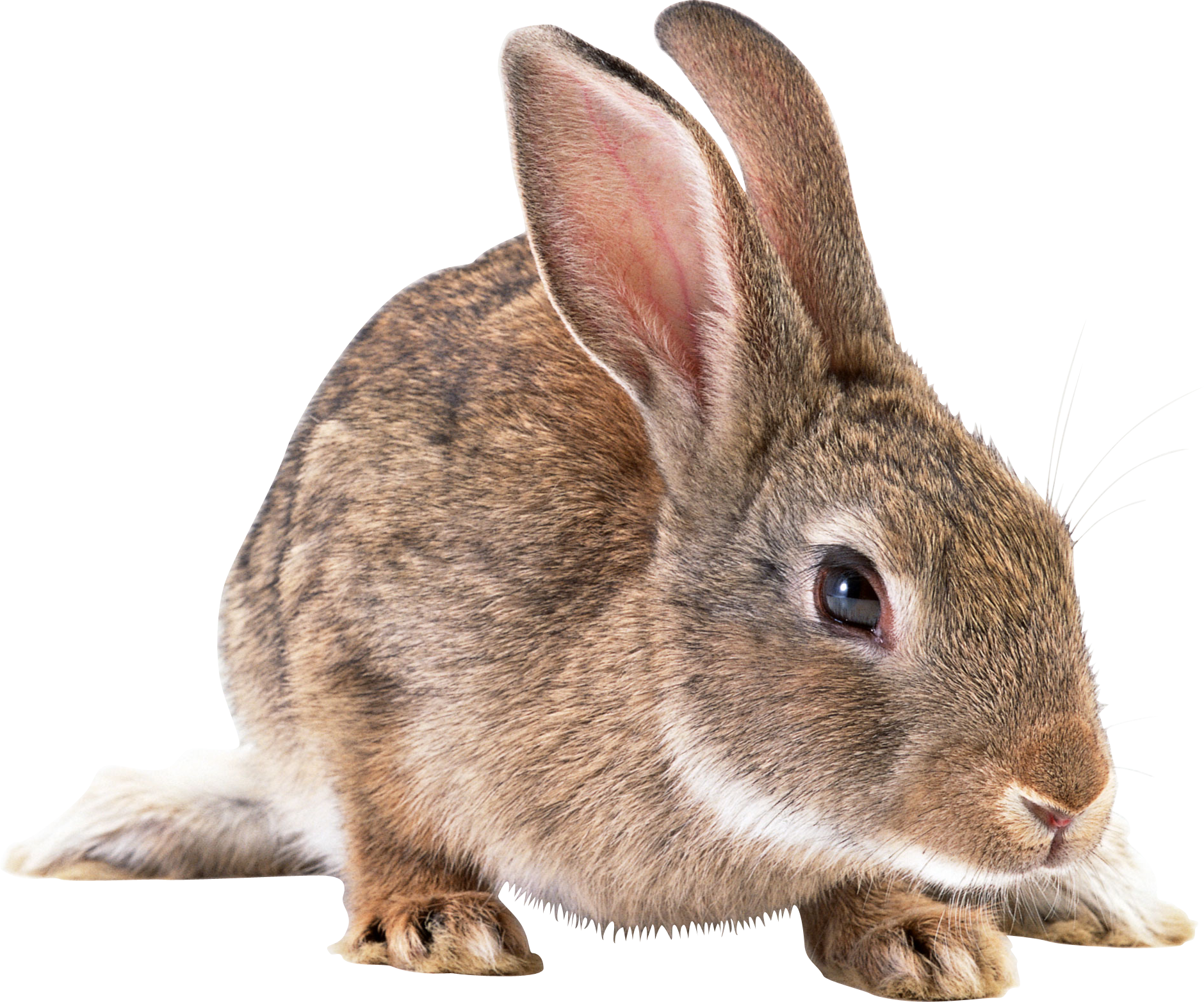 Rabbit Transparent PNG Image
