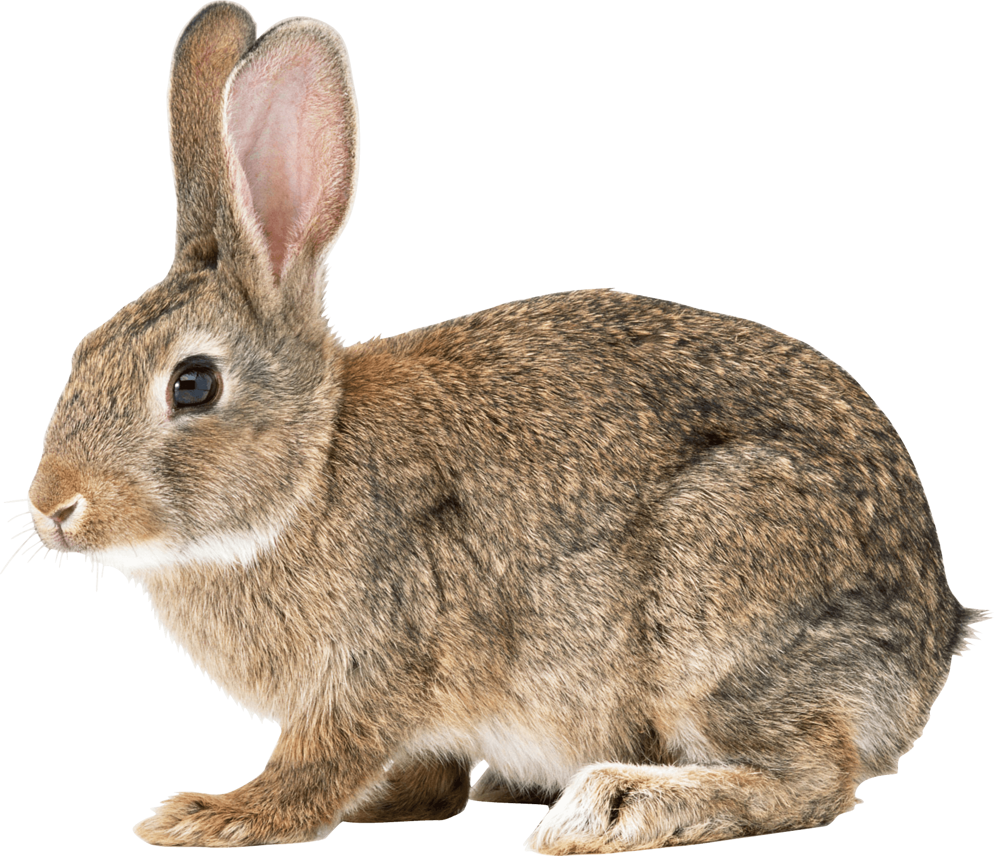 Rabbit Transparent PNG Image